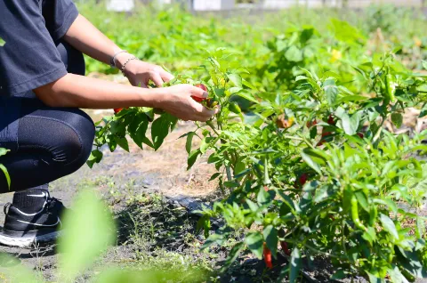 収穫しているイメージ