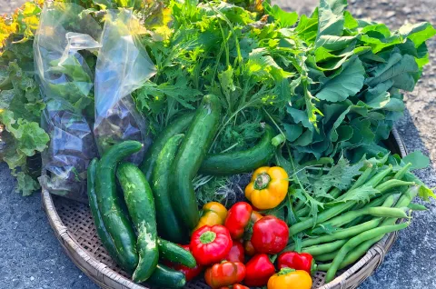 新鮮な野菜のイメージ