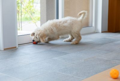 ペットも人も幸せに暮らすための家づくり