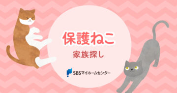 保護ねこ家族探しのお知らせのイメージ