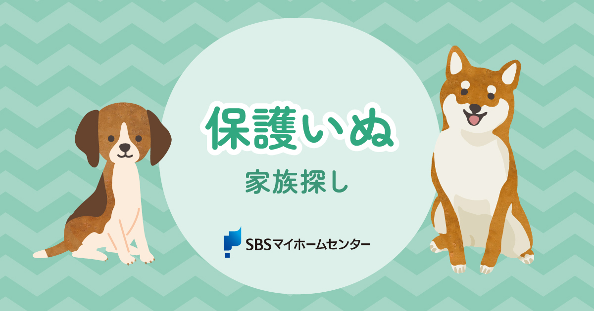 保護いぬ家族探しのお知らせ【富士】 | SBSマイホームセンター - 静岡