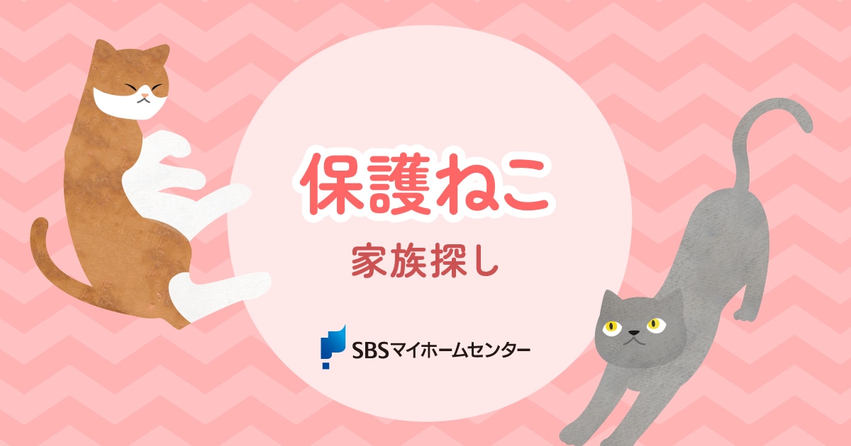 ねこくまページ 保護ねこ家族探しのお知らせ【静岡】 | SBSマイホームセンター - 静岡