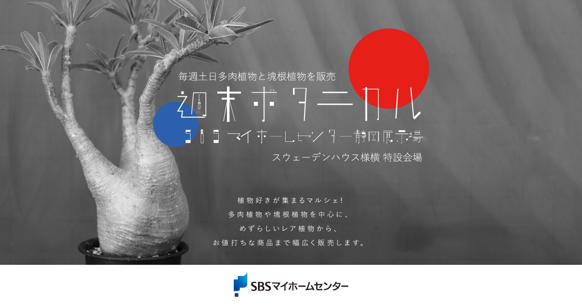 お取り置き専用　多肉植物　❁︎シュビル錦　未発根 ギフト－GIFT | 多肉Garden＊Grow