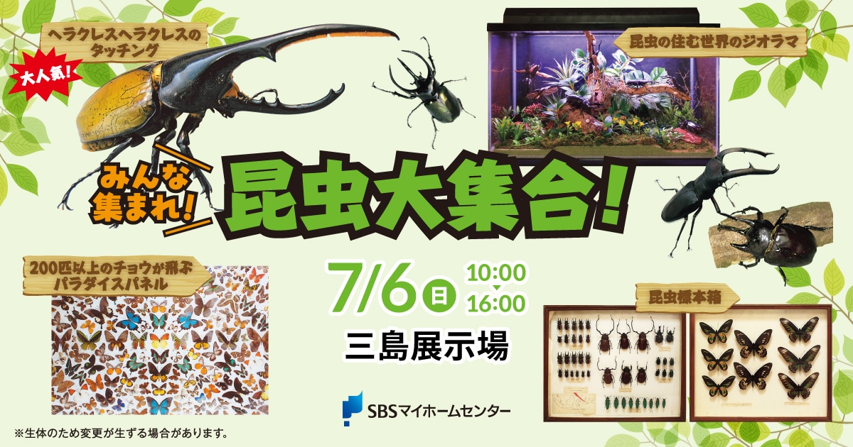 日曜日まで限定セール　昆虫標本 日曜日まで限定セール 昆虫標本
