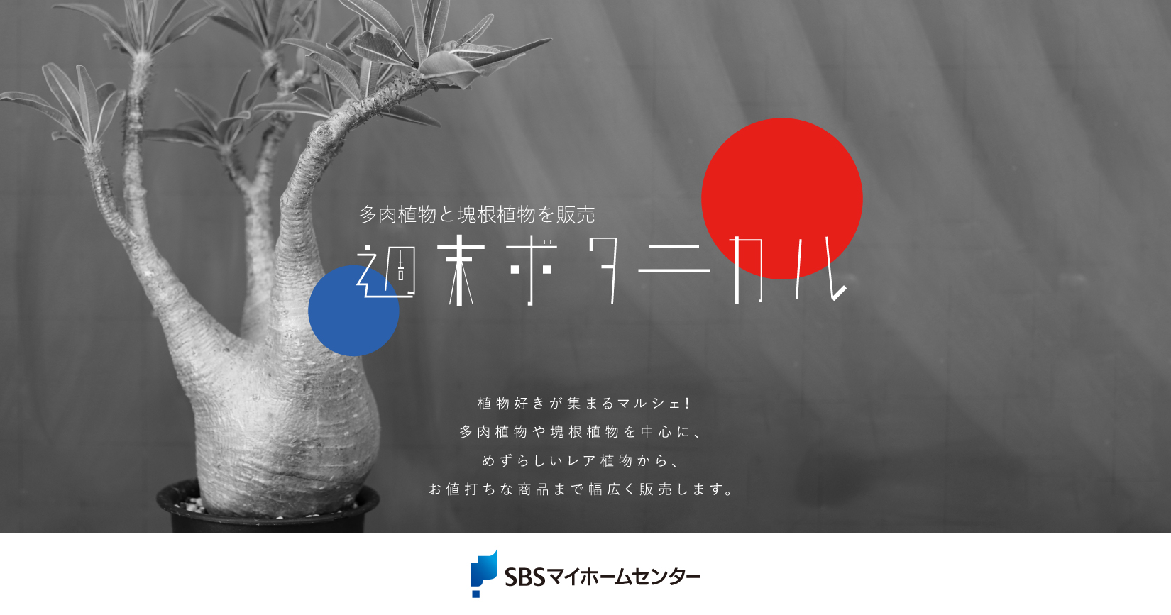 お取り置き専用　多肉植物　❁︎シュビル錦　未発根 週末ボタニカル【袋井】 | SBSマイホームセンター - 静岡県下最大の