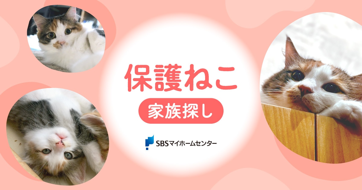 保護ねこ家族探しのお知らせ【静岡】 | SBSマイホームセンター - 静岡
