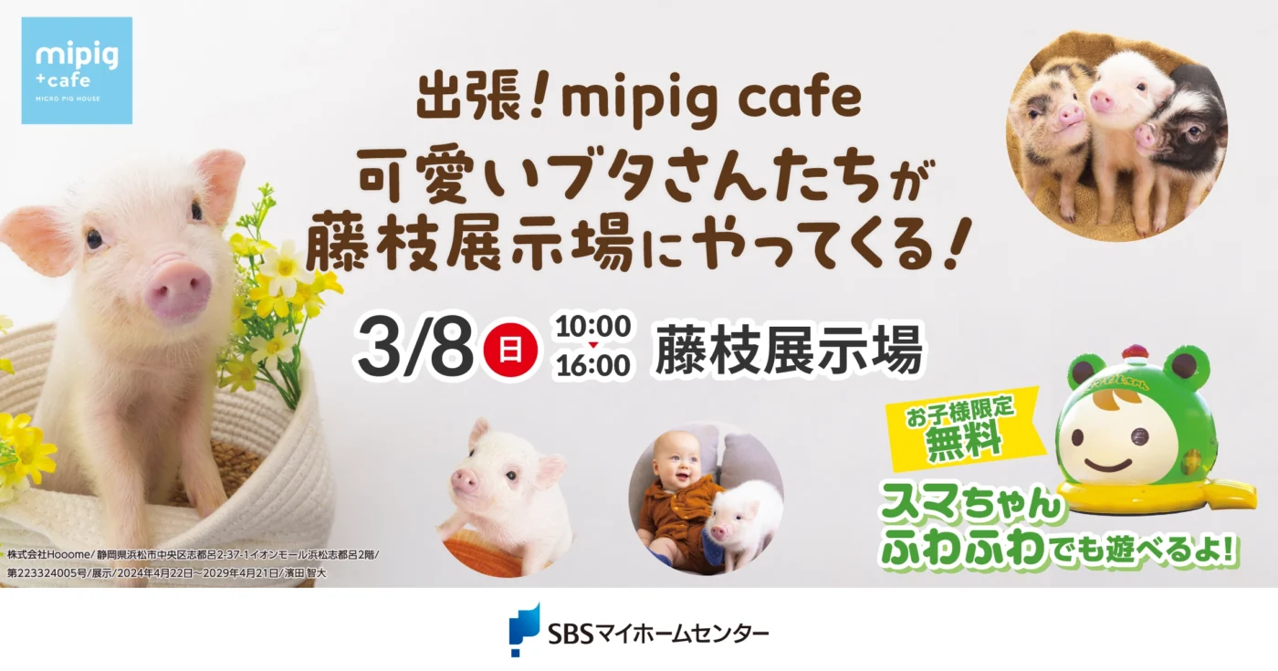出張！mipig cafe 可愛いブタさんたちが藤枝展示場にやってくる