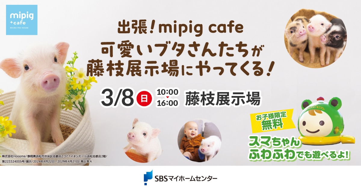 出張！mipig cafe 可愛いブタさんたちが藤枝展示場にやってくる