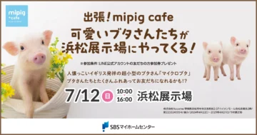 出張！mipig cafe 可愛いブタさんたちが浜松展示場にやってくる！のイメージ