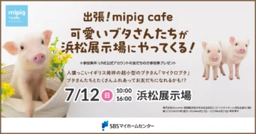 出張！mipig cafe 可愛いブタさんたちが浜松展示場にやってくる！のイメージ