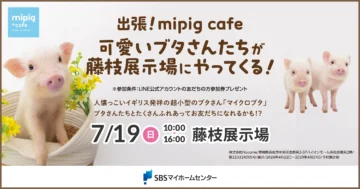 出張！mipig cafe 可愛いブタさんたちが藤枝展示場にやってくる！のイメージ