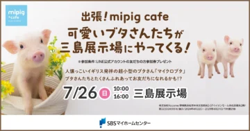 出張！mipig cafe 可愛いブタさんたちが三島展示場にやってくる！のイメージ