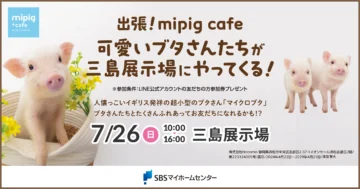 出張！mipig cafe 可愛いブタさんたちが三島展示場にやってくる！のイメージ
