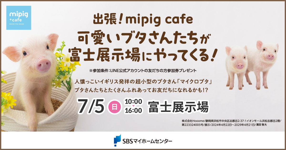 出張！mipig cafe 可愛いブタさんたちが富士展示場にやってくる