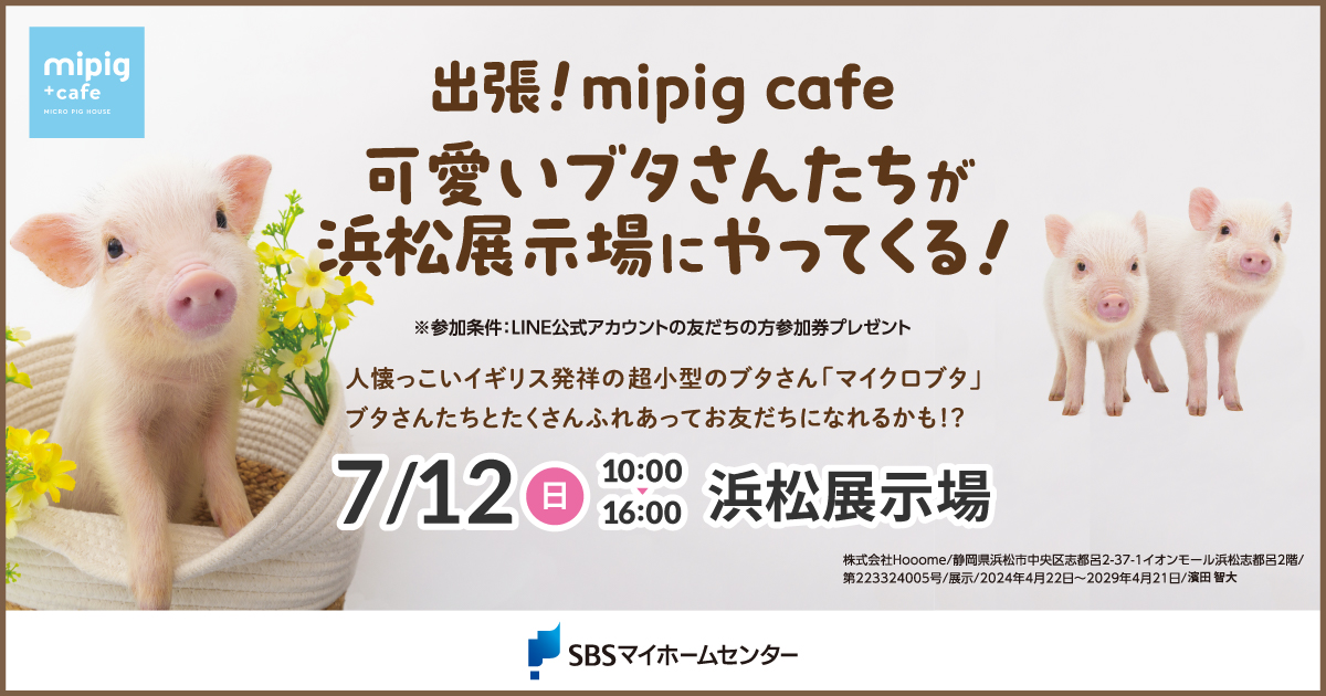 出張！mipig cafe 可愛いブタさんたちが浜松展示場にやってくる
