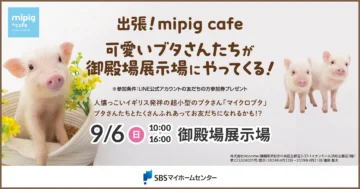出張！mipig cafe 可愛いブタさんたちが御殿場展示場にやってくる！のイメージ