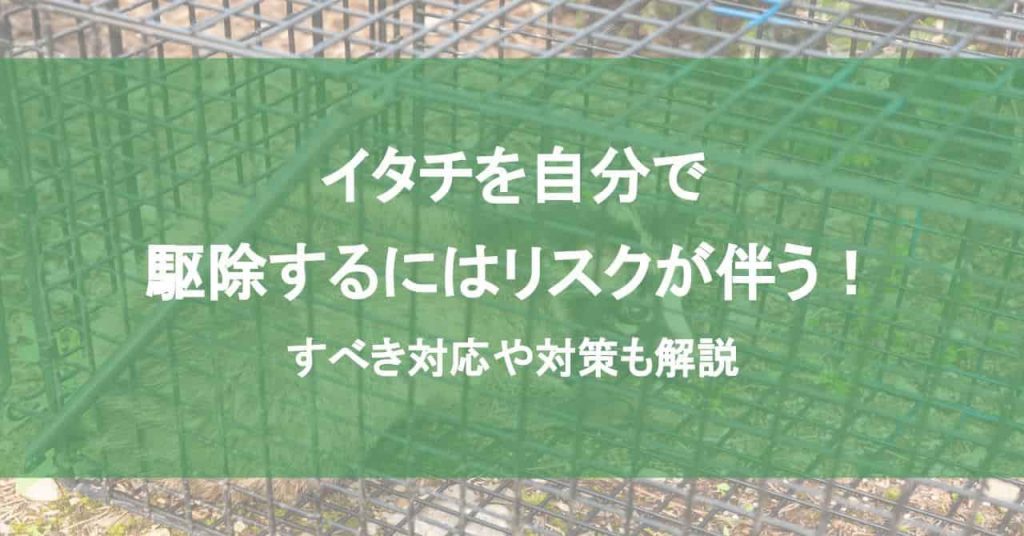 イタチを自分で駆除するにはリスクが伴う！すべき対応や対策も解説