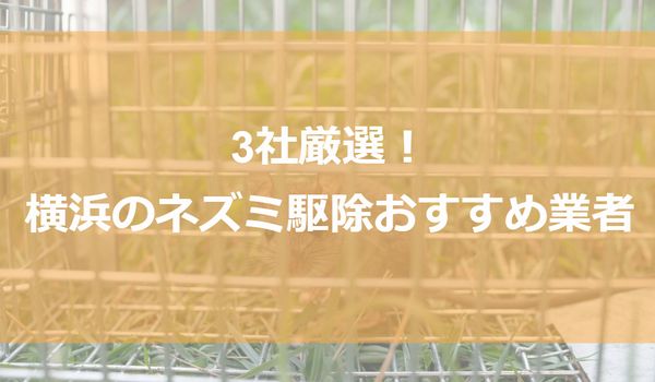 【横浜】ネズミ駆除おすすめ業者3社！低料金で対応する神奈川・横浜エリアの業者