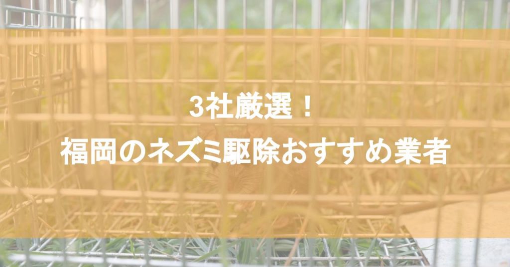 【福岡】ネズミ駆除おすすめ業者3社！低料金で対応する福岡エリアの業者
