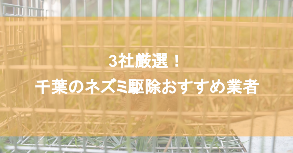 【千葉】ネズミ駆除おすすめ業者3社！低料金で対応する千葉エリアの業者