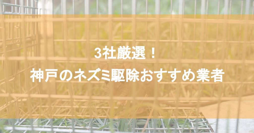 【神戸】ネズミ駆除おすすめ業者3社！低料金で対応する神戸エリアの業者