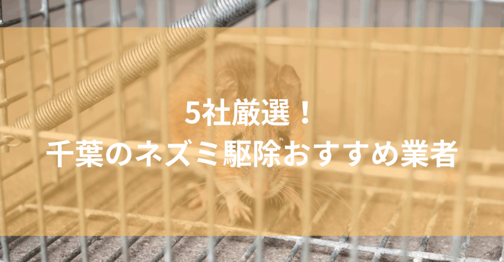 【千葉】ネズミ駆除おすすめ業者5社！低料金で対応する千葉エリアの業者